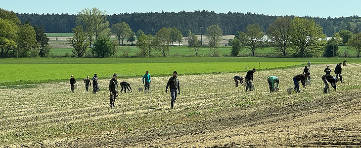 Spargelernte beim Spargelhof Tyroller Högenau in Schrobenhausen (©Foto: Martin Schmitz)